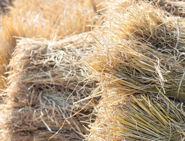 Food-materials-Rice-straw