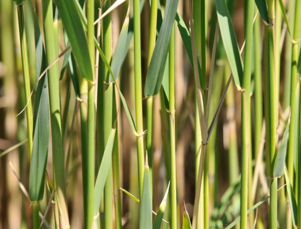 Food-materials-Reed